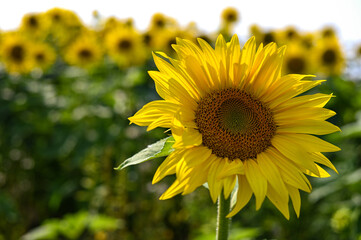 Wall Mural - closeup shot of a sunflower in the field