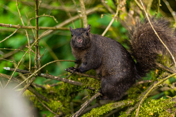 Poster - Close-up shot of a hiking squirrel at the Stanley park Vancouver BC Canada