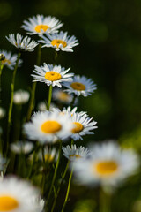 Sticker - Wild daisy flowers growing in a Meadow making it white in spring