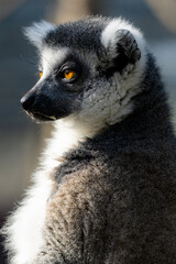 Canvas Print - Closeup of a cute lemur in a zoo on a sunny day