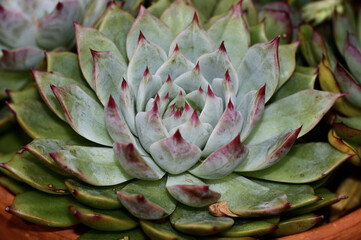 Sticker - Closeup of a Echeveria chihuahuaensis in a garden