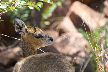 Poster - Closeup shot of a cute deer in its natural habitat