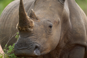 Poster - Closeup shot of a rhinoceros in the safari