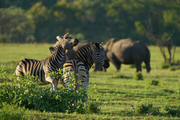 Canvas Print - Zebras in the safari in Africa