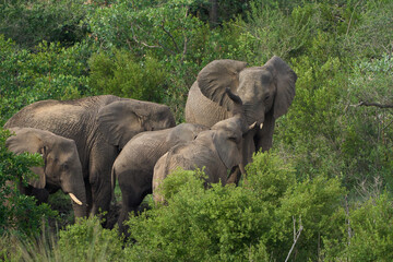 Poster - Group of elephants in the safari in Africa