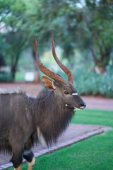 Canvas Print - Vertical shot of a deer with beautiful horns