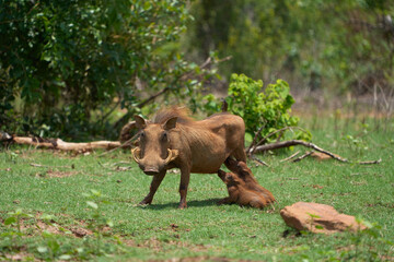 Wall Mural - Common warthog with its babies in a field