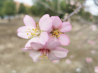 Sticker - Closeup shot of pink blossoms on a tree branch on a blurred background