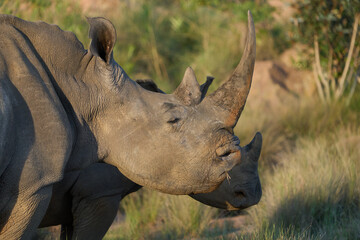 Canvas Print - Closeup shot of a rhinoceros in the safari