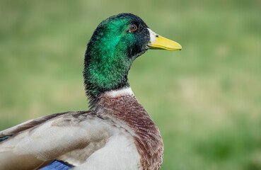 Canvas Print - Closeup shot of a duck with a green head on a blurred background