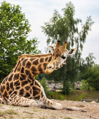 Wall Mural - Vertical shot of a giraffe resting in a field