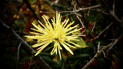 Wall Mural - closeup shot of beautiful yellow chrysanthemum flower growing in the garden