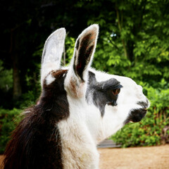 Canvas Print - Portrait of an adorable lama looking to the right side in a park on the background of green bushes