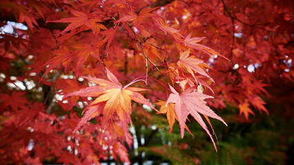 Canvas Print - Low angle shot of the tree leaves and the sky on the background during autumn in Kyoto, Japan