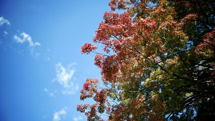 Wall Mural - Beautiful high tree with colorful dense leaves against a cloudy blue sky on a sunny day