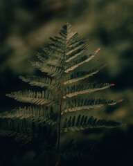 Sticker - Closeup of a green plant with foliage in the edges of leaves against a dark green blurry background