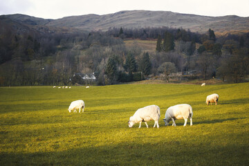 Poster - Beautiful shot of farming lambs on a field