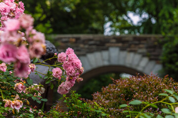 Poster - Shallow focus of pink Garden roses in the park with blurred arch gate and trees