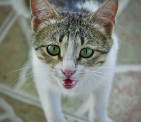 Sticker - Close-up shot of an angry meowing cat with green eyes