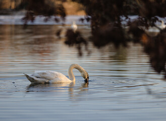 Wall Mural - Beautiful view of a Mute swan swimming in the water with blurred tree leaves