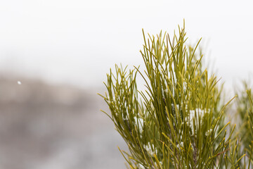 Wall Mural - Closeup shot of snow on a pine tree against a blurred background