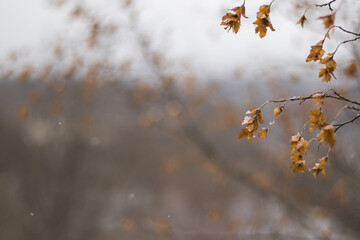 Poster - Closeup shot of dried oak leaves on tree branches with snow  against a blurred background