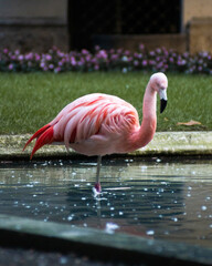 Poster - Vertical shot of a flamingo in a park