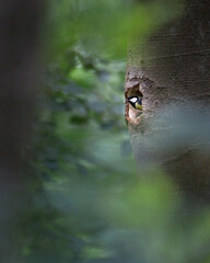 Wall Mural - Beautiful Great tit in a tree in a forest on a blurred background