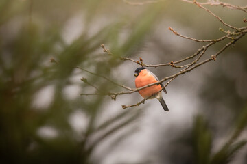 Wall Mural - Selective focus shot of a Bullfinch bird on a branch