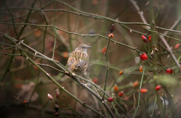 Sticker - Closeup of a beautiful sparrow on a branch