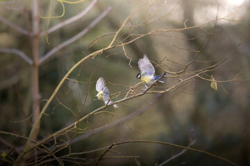 Wall Mural - Closeup shot of two great tits on a tree