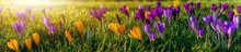 Spring Background With Flowering Violet Crocus In Early Spring. Lila Crocus Iridaceae ( The Iris Family ) , Banner. Crocus Flowers In Sunny Bokeh Light, Close Up.Panorama Of Medow With Crocus. 