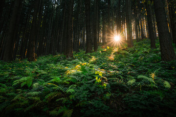 Poster - Mesmerizing view of the natural leaves and trees of forest in Czech Republic