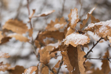 Poster - Snow on the Oak leaves in winter