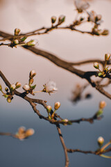 Canvas Print - Vertical shot of blossoms on a tree in the springtime