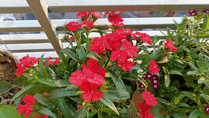 Wall Mural - photo of pink flowers plants placed on a balcony