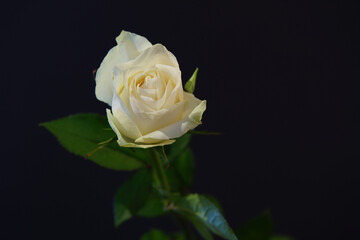 Wall Mural - closeup of a white rose on a dark background