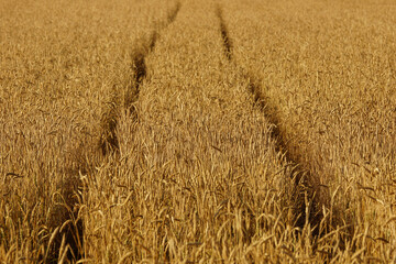 Wall Mural - Closeup shot of a wheat field