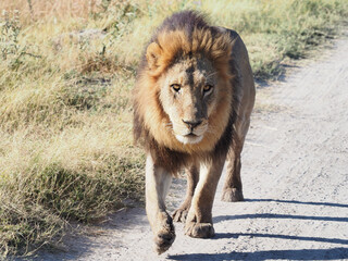 Canvas Print - Male lion in all of his glory