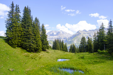 Canvas Print - View of a green valley in between the mountains full of many pine trees