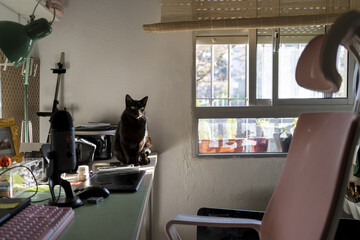 Poster - Black cat sitting on desk at home