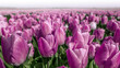 Beautiful view of an endless purple tulip field