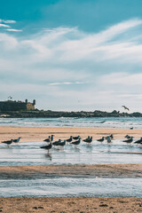 Poster - Vertical shot of a group of gulls on the lake coast