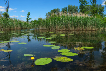 Wall Mural - scenic lake with water lilies, and plants in the background
