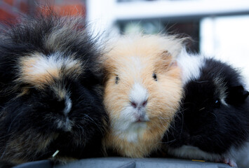 Poster - Closeup shot of the three cute Guinea pigs