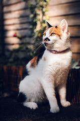 Wall Mural - Vertical shot of a colorful domestic cat sitting outdoors on a blurred background