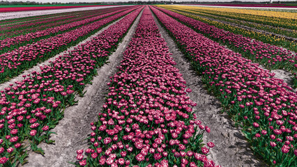 Poster - Beautiful view of an endless tulip field