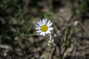 Sticker - Closeup shallow focus shot of a beautiful solitary chamomile