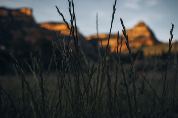 Wall Mural - the green grass in a field and a mountain in the background