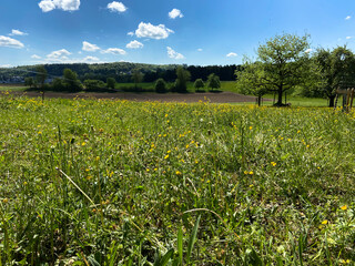 Wall Mural - Lush green dandelion meadow with trees under the blue cloudy sky on a sunny spring day